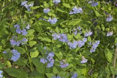 Virginia Bluebells, Mertinsia virginica