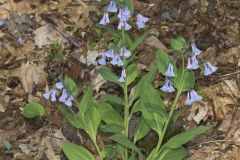 Virginia Bluebells, Mertinsia virginica