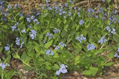 Virginia Bluebells, Mertinsia virginica