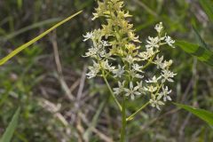 Virginia Bunchflower, Melanthium virginicum