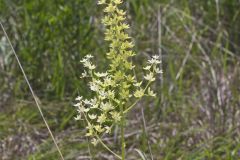 Virginia Bunchflower, Melanthium virginicum