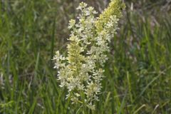 Virginia Bunchflower, Melanthium virginicum