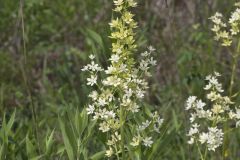 Virginia Bunchflower, Melanthium virginicum