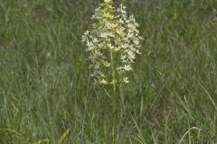 Virginia Bunchflower, Melanthium virginicum