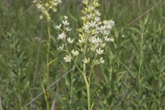 Virginia Bunchflower, Melanthium virginicum