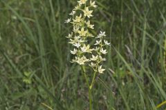 Virginia Bunchflower, Melanthium virginicum