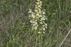 Virginia Bunchflower, Melanthium virginicum
