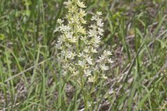 Virginia Bunchflower, Melanthium virginicum