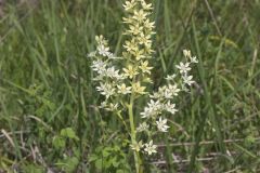 Virginia Bunchflower, Melanthium virginicum