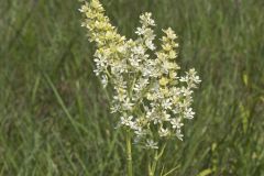 Virginia Bunchflower, Melanthium virginicum