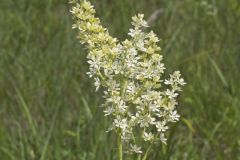 Virginia Bunchflower, Melanthium virginicum