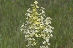 Virginia Bunchflower, Melanthium virginicum