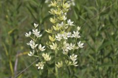 Virginia Bunchflower, Melanthium virginicum