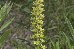 Virginia Bunchflower, Melanthium virginicum