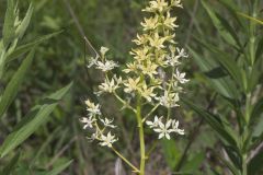 Virginia Bunchflower, Melanthium virginicum