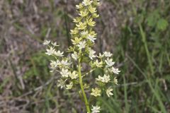 Virginia Bunchflower, Melanthium virginicum