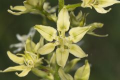 Virginia Bunchflower, Melanthium virginicum