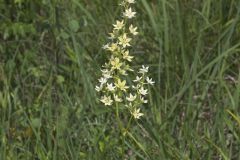 Virginia Bunchflower, Melanthium virginicum