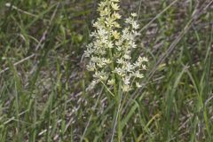 Virginia Bunchflower, Melanthium virginicum