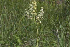 Virginia Bunchflower, Melanthium virginicum