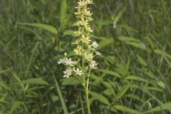 Virginia Bunchflower, Melanthium virginicum