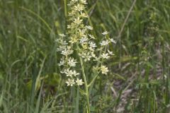 Virginia Bunchflower, Melanthium virginicum