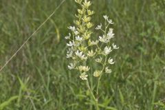 Virginia Bunchflower, Melanthium virginicum