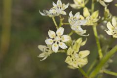 Virginia Bunchflower, Melanthium virginicum