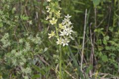 Virginia Bunchflower, Melanthium virginicum