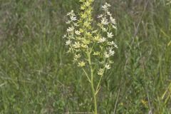 Virginia Bunchflower, Melanthium virginicum