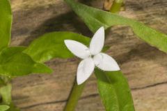 Virginia Buttonweed, Diodia virginiana