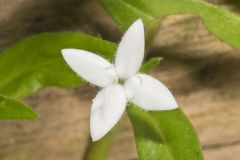 Virginia Buttonweed, Diodia virginiana