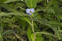 Virginia Dayflower, Commelina virginica