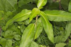 Virginia Dayflower, Commelina virginica