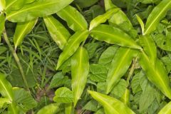 Virginia Dayflower, Commelina virginica