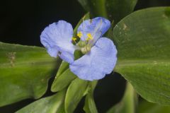 Virginia Dayflower, Commelina virginica