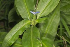 Virginia Dayflower, Commelina virginica