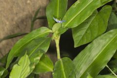 Virginia Dayflower, Commelina virginica