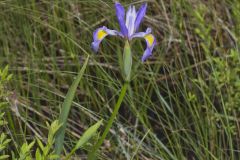 Virginia Iris, Iris virginica