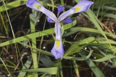 Virginia Iris, Iris virginica