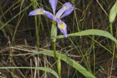 Virginia Iris, Iris virginica