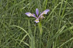 Virginia Iris, Iris virginica