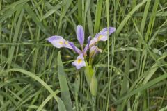 Virginia Iris, Iris virginica