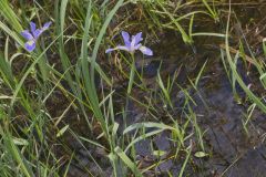 Virginia Iris, Iris virginica