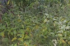 Virginia Knotweed, Persicaria virginiana