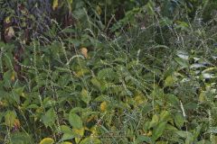 Virginia Knotweed, Persicaria virginiana