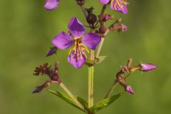 Virginia Meadowbeauty, Rhexia virginica