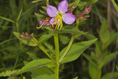 Virginia Meadowbeauty, Rhexia virginica