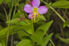 Virginia Meadowbeauty, Rhexia virginica