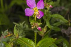 Virginia Meadowbeauty, Rhexia virginica